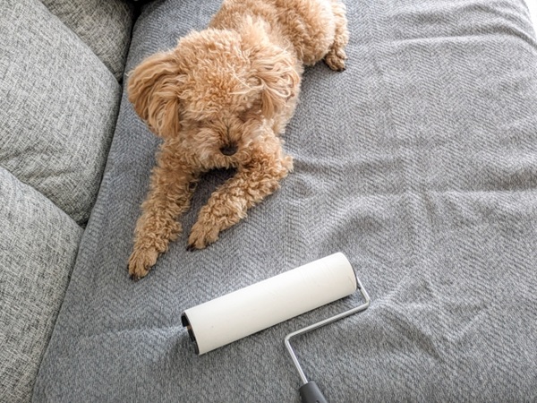 ペットと快適に暮らす住まい｜愛犬・愛猫にやさしいリフォームアイデア-お手入れ