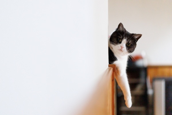 ペットと快適に暮らす住まい｜愛犬・愛猫にやさしいリフォームアイデア-クロス