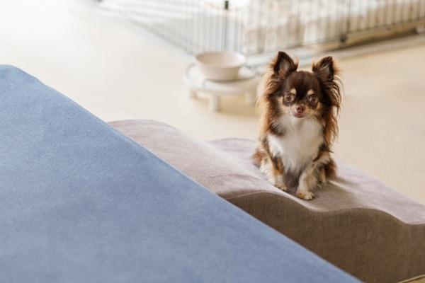 ペットと快適に暮らす住まい｜愛犬・愛猫にやさしいリフォームアイデア-＋α